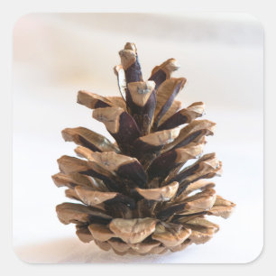 Pinecon Quadratischer Aufkleber