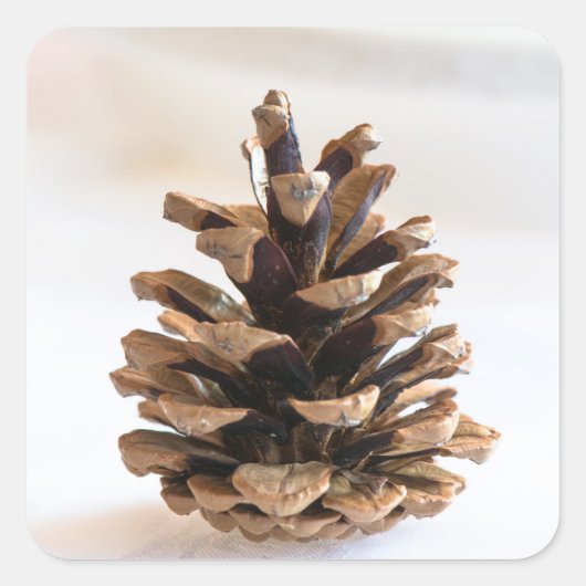 Pinecon Quadratischer Aufkleber (Vorderseite)