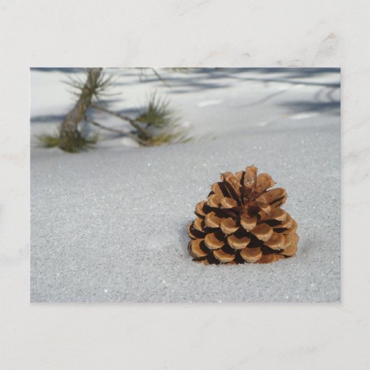 Pinecone auf der Schneekarte Postkarte (Vorderseite)