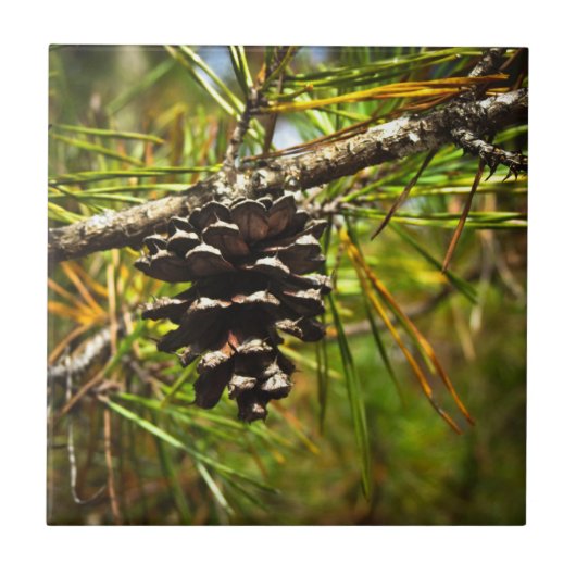 Pinecone Fliese (Vorderseite)