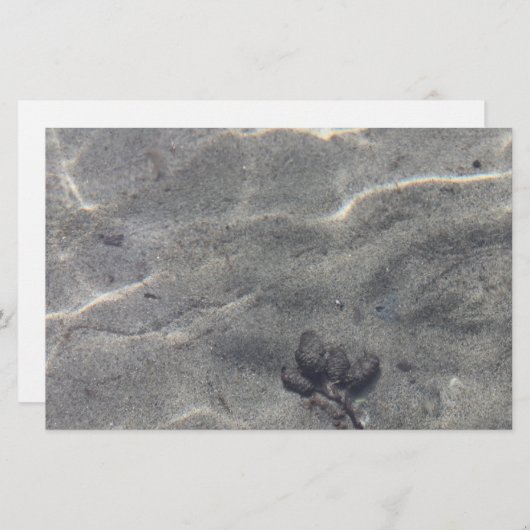 Pinecone im Wasser (Vorne/Hinten)