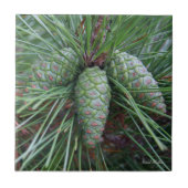 Pinecone kleine quadratische Fliese (Vorderseite)