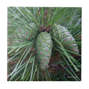 Pinecone kleine quadratische Fliese