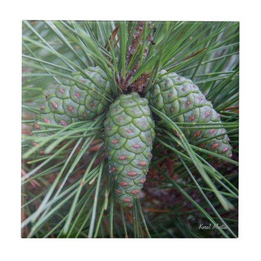 Pinecone kleine quadratische Fliese (Vorderseite)