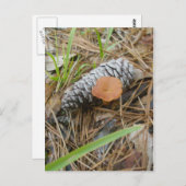 Pinecone OBX Postkarte (Vorne/Hinten)