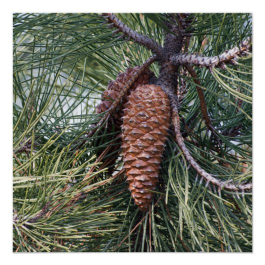 Pinecone on the pine tree poster (Vorderseite)