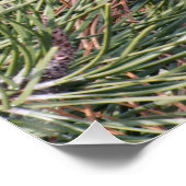 Pinecone on the pine tree poster (Ecke)