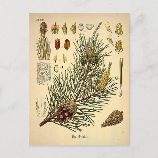 Pinecone Pine Tree Vintag Botanische Schrift Postkarte (Vorderseite)