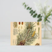 Pinecone Pine Tree Vintag Botanische Schrift Postkarte (Stehend Vorderseite)
