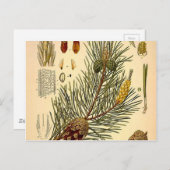 Pinecone Pine Tree Vintag Botanische Schrift Postkarte (Vorne/Hinten)