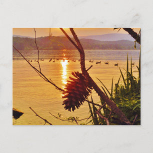 Pinecone Postkarte