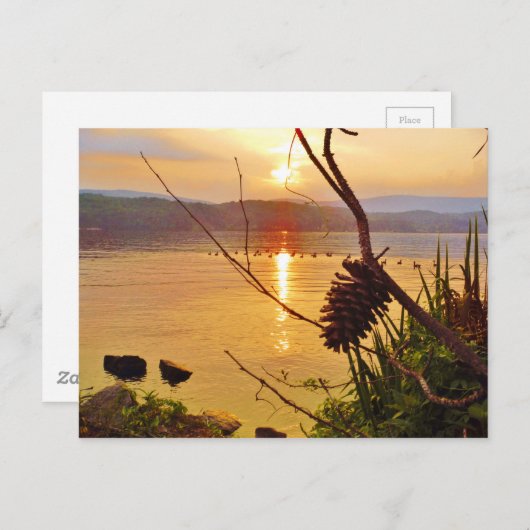 Pinecone Postkarte (Vorne/Hinten)