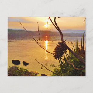 Pinecone Postkarte