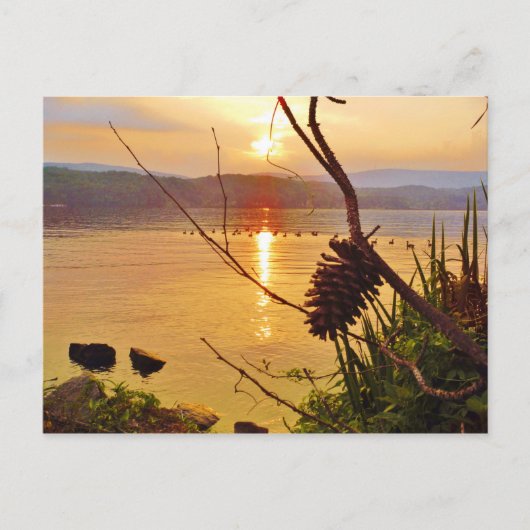 Pinecone Postkarte (Vorderseite)