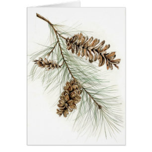 Pinecones