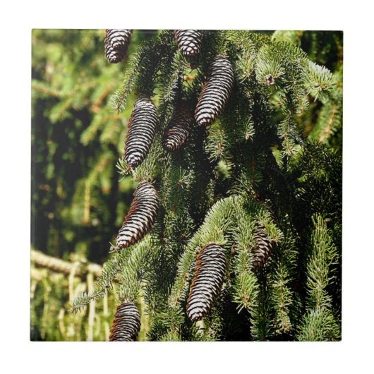 Pinecones Fliese (Vorderseite)