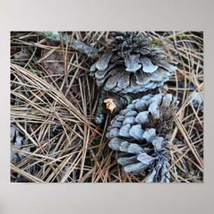 Pinecones Foto Poster