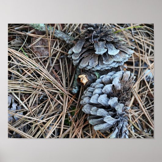 Pinecones Foto Poster (Vorne)