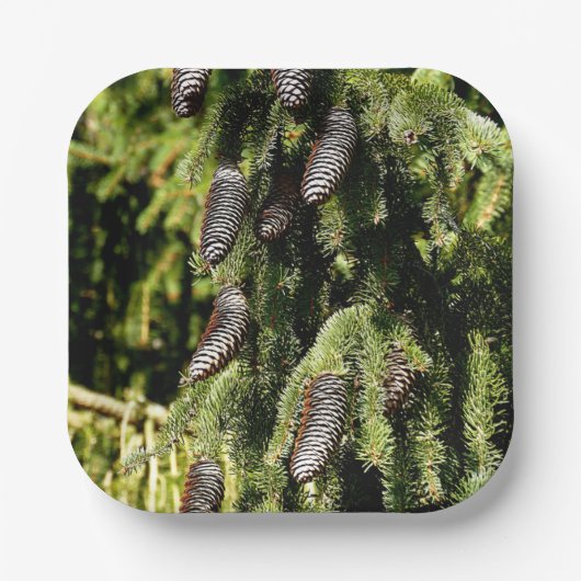Pinecones Pappteller (Vorderseite)