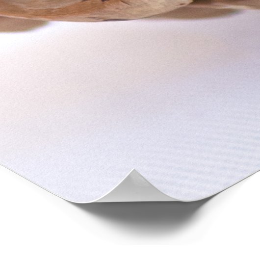 Pinecones Poster (Ecke)