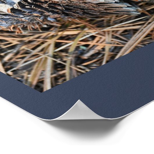 Pinecones Poster (Ecke)