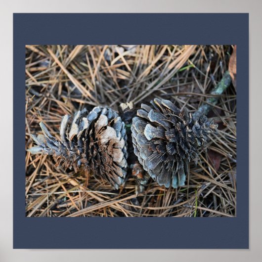 Pinecones Poster (Vorne)