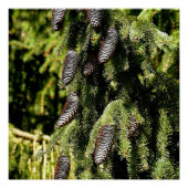 Pinecones Poster (Vorderseite)