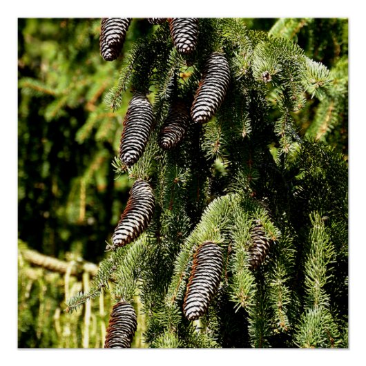 Pinecones Poster (Vorderseite)