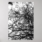 PineCones Poster (Vorne)