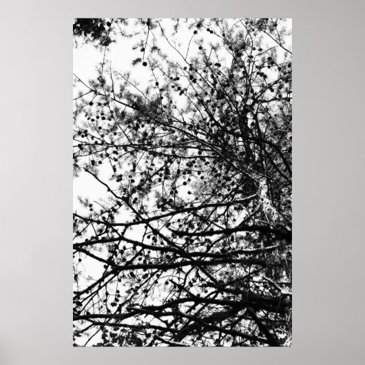 PineCones Poster (Vorne)