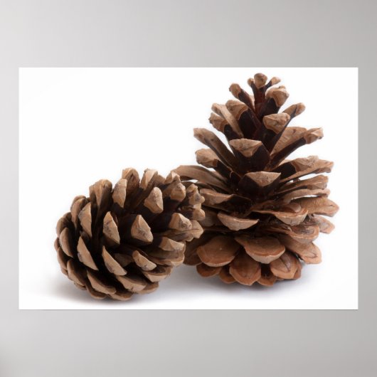 Pinecones Poster (Vorne)