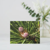Pineflower Postkarte (Stehend Vorderseite)