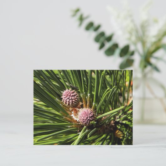 Pineflower Postkarte (Stehend Vorderseite)