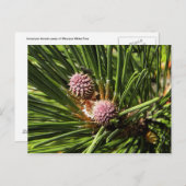 Pineflower Postkarte (Vorne/Hinten)