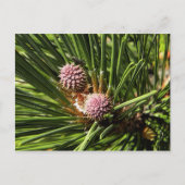 Pineflower Postkarte (Vorderseite)
