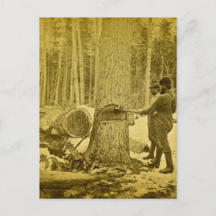 Pineries of Michigan Goodridge Brothers Saginaw MI Postkarte