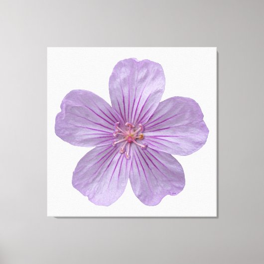 Pineywood Geranium #1 Leinwanddruck (Vorderseite)