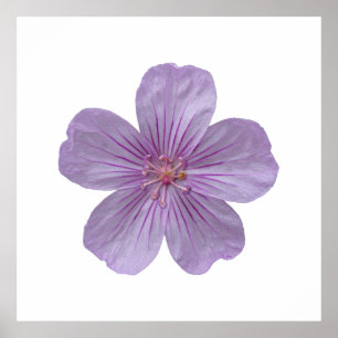 Pineywood Geranium #1 Poster