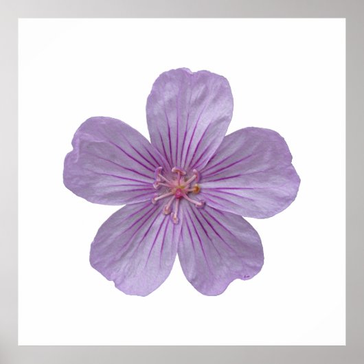 Pineywood Geranium #1 Poster (Vorne)