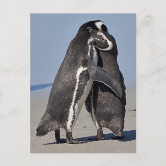 Pingo Hugs Postcard Postkarte (Vorderseite)