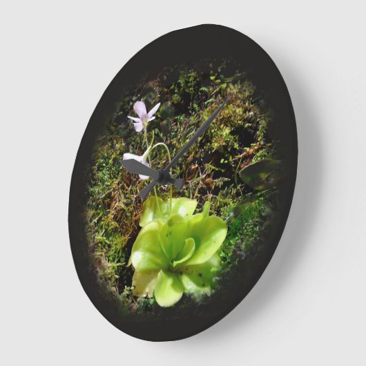 Pinguicula reticulata große wanduhr (Winkel)