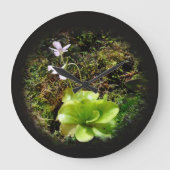 Pinguicula reticulata große wanduhr (Vorderseite)