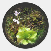 Pinguicula reticulata runder aufkleber (Vorderseite)