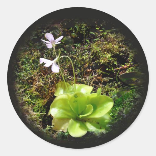 Pinguicula reticulata runder aufkleber (Vorderseite)