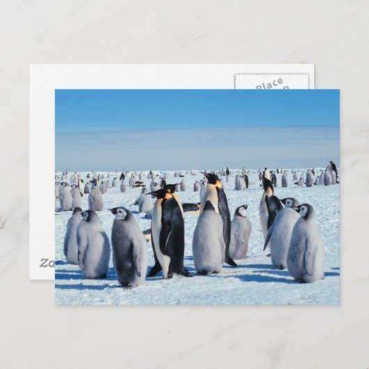 Pinguin-Ansammlung Postkarte (Vorne/Hinten)