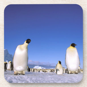 Pinguin Antarktika, Antarktische Halbinsel Getränkeuntersetzer