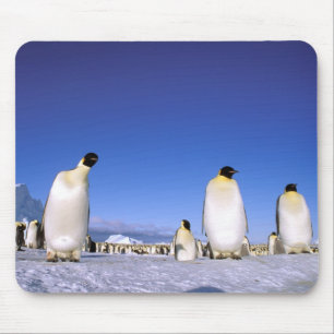 Pinguin Antarktika, Antarktische Halbinsel Mousepad