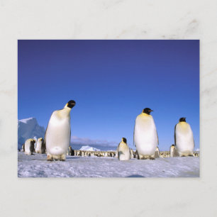 Pinguin   Antarktika, Antarktische Halbinsel Postkarte