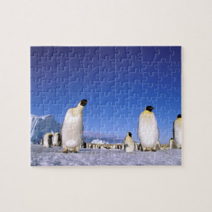 Pinguin Antarktika, Antarktische Halbinsel Puzzle