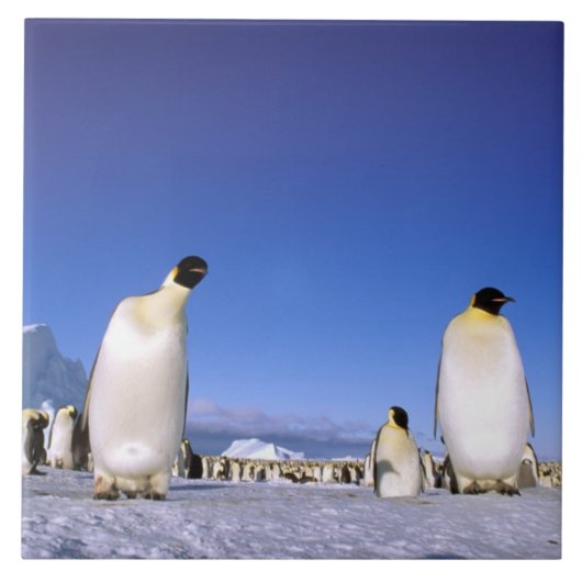 Pinguin | Antarktis, Antarktische Halbinsel Fliese (Vorderseite)